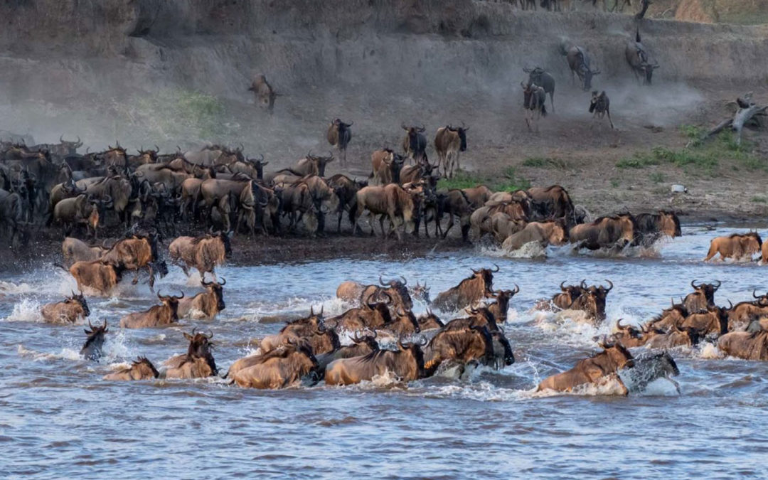 Migration recalibration – is it time to change how we sell safaris?